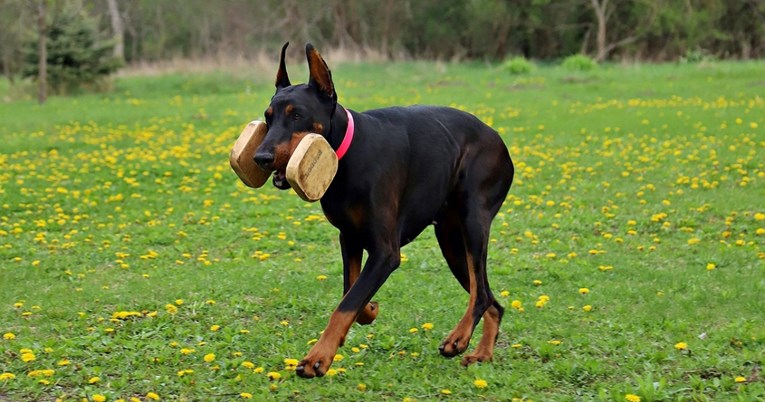 Je li vaš pas genij? Pet jednostavnih testova otkriva koliko je pametan