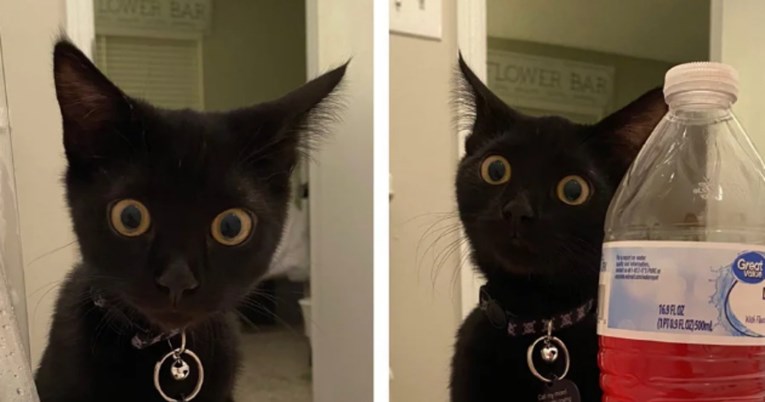 Internet umire od smijeha na reakciju mačića koji je vidio svog vlasnika u kadi
