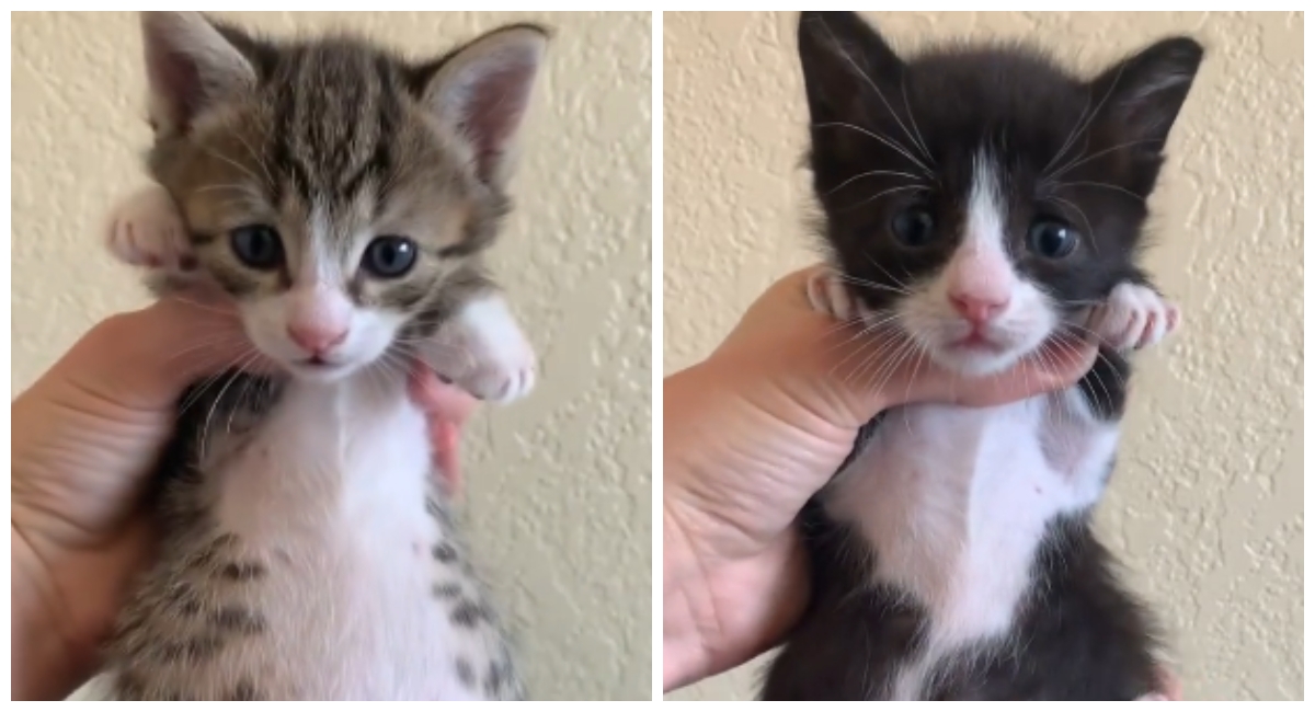 Pokazala kako izgledaju trbusi njenih mačića nakon obroka, video je hit na internetu