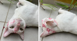 Bijela mačka vratila se iz skitnje prekrivena tragovima ružičastog ruža
