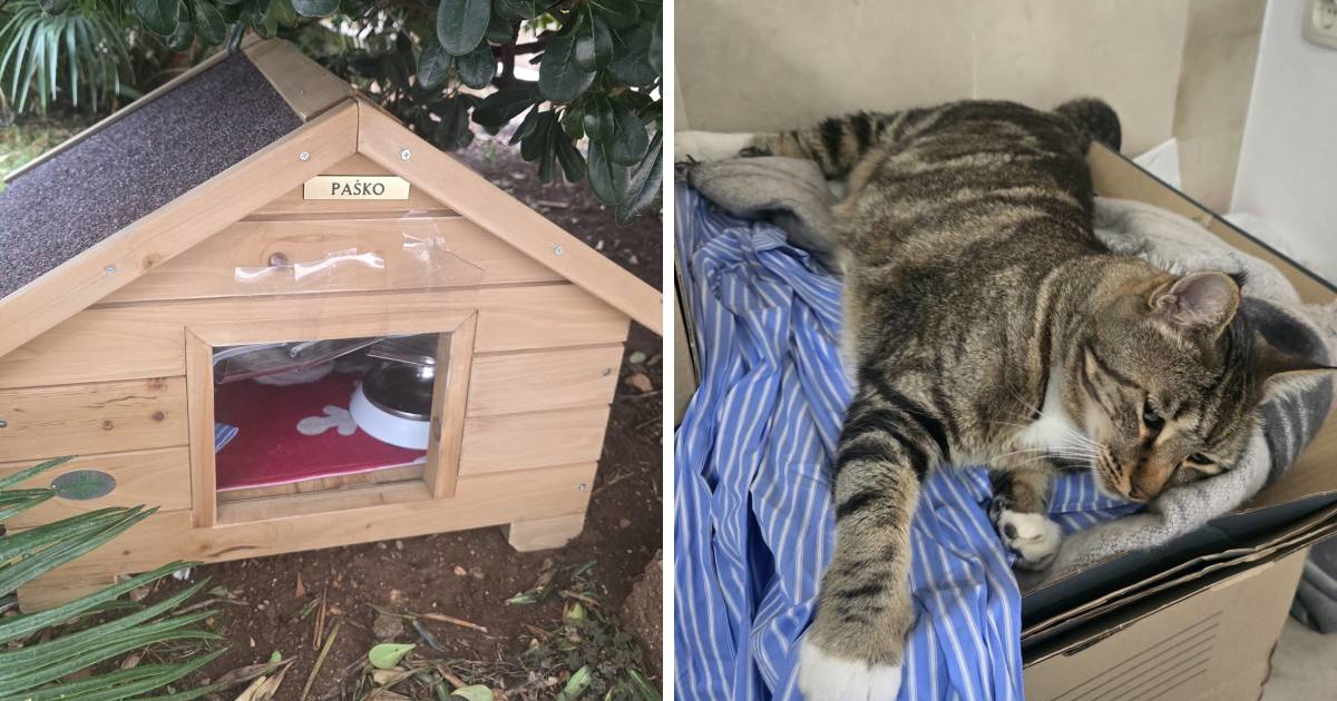 Mačak koji se već neko vrijeme mota oko gradske uprave u Šibeniku dobio kućicu 🥹