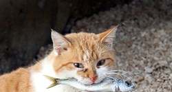 Mačak Garfi u Primoštenu sam se pobrinuo za svoj ručak. Ulovio ribicu u plićaku
