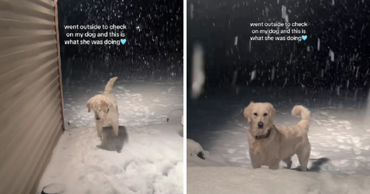 Igra preslatke retriverice u snijegu oduševila je internet