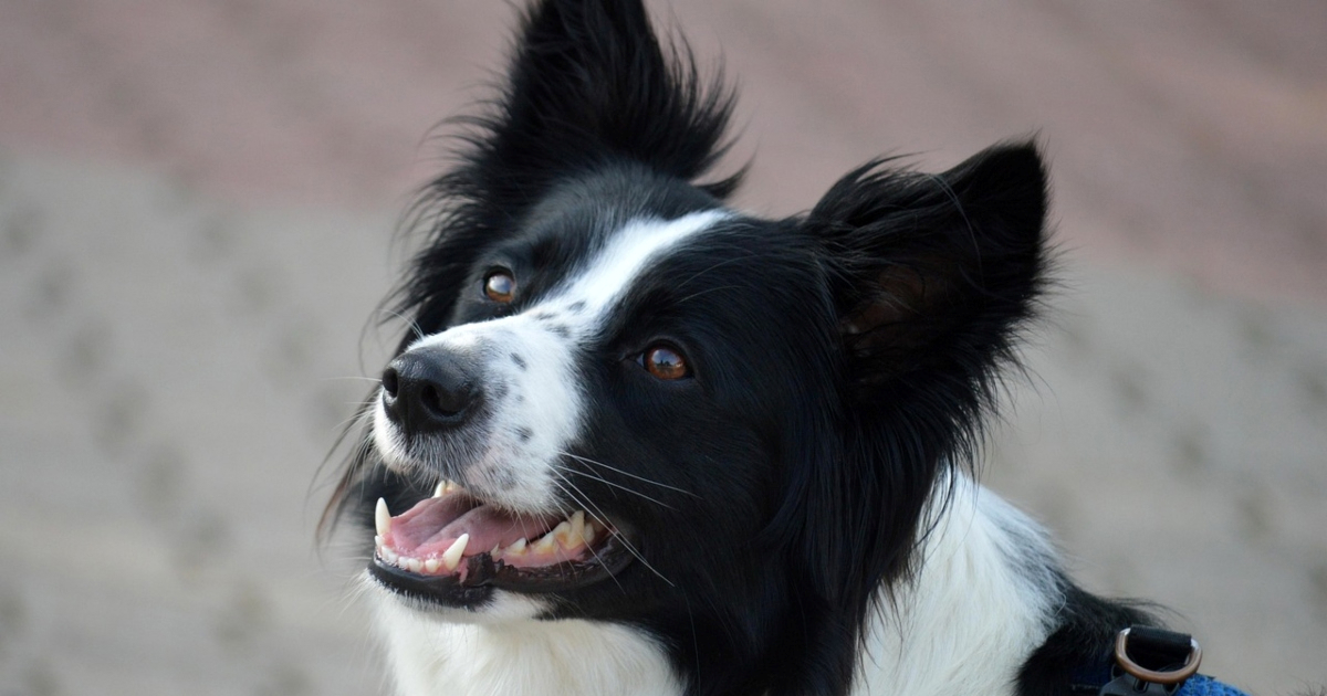 Pet emocionalno najinteligentnijih pasmina pasa prema veterinarki