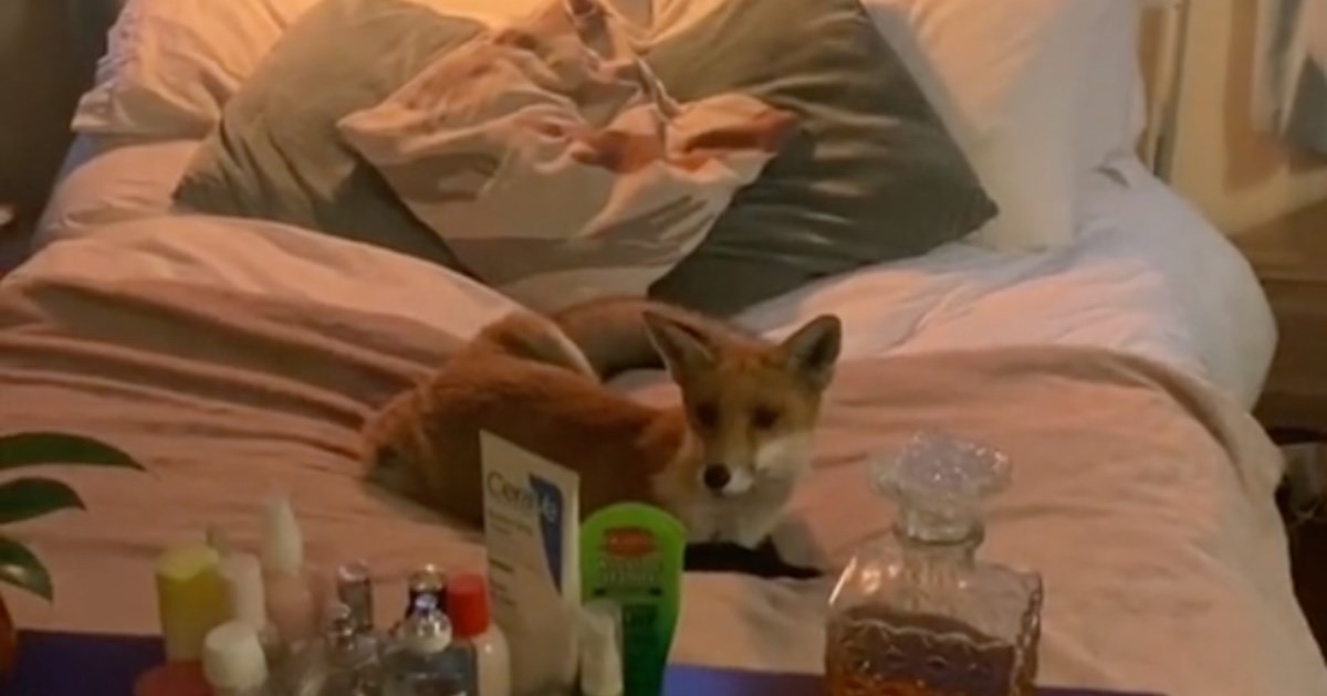 "Udomaćila se": Žena ušla u sobu pa našla stranca u svom krevetu