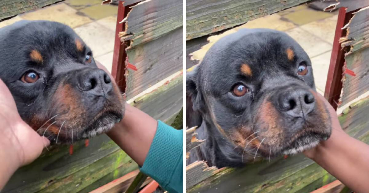 Rotvajler napravio rupu u ogradi kako bi se družio sa susjedima