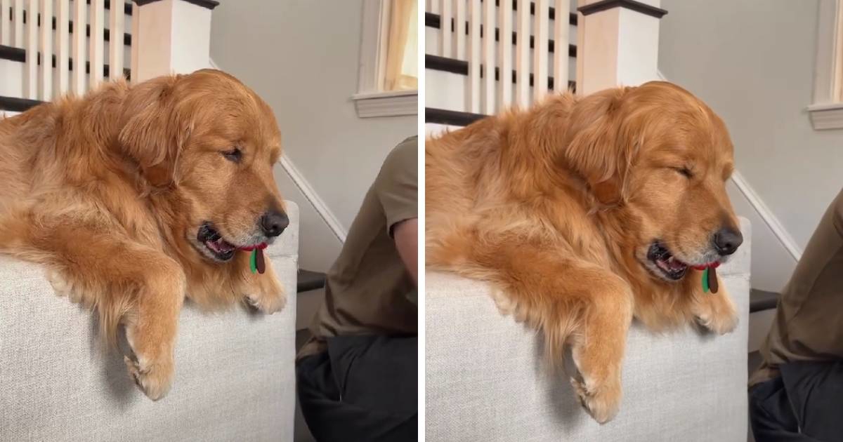 Pospani zlatni retriver ne želi ispustiti svoju omiljenu igračku 🥹