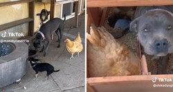 Video od osam milijuna pregleda: Pitbulu je najbolja prijateljica kokoš