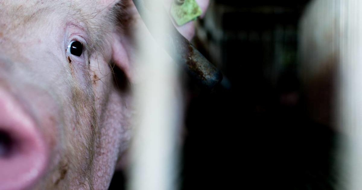 Hrvat ispod NU2 o veganstvu: "Bivši sam branitelj, rad u klaonici mi je pojačao PTSP"