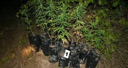 Četvorica u Benkovcu imala plantažu trave, uzgojili preko 8 tona marihuane