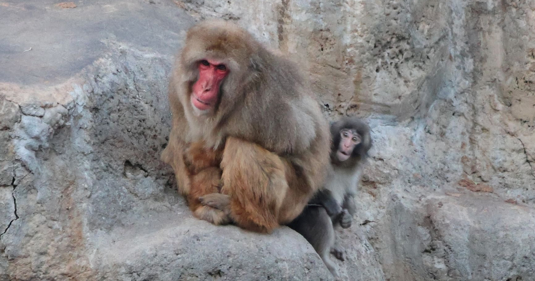 Japanski zoološki vrt: "Majmunčić Punch nije zlostavljan, već uči hijerarhiju"