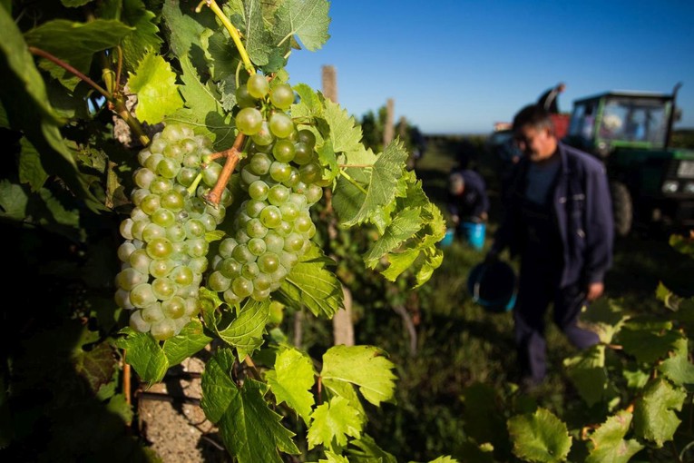 Vinogradari: Ako uskoro ne padne kiša, ne piše nam se dobro