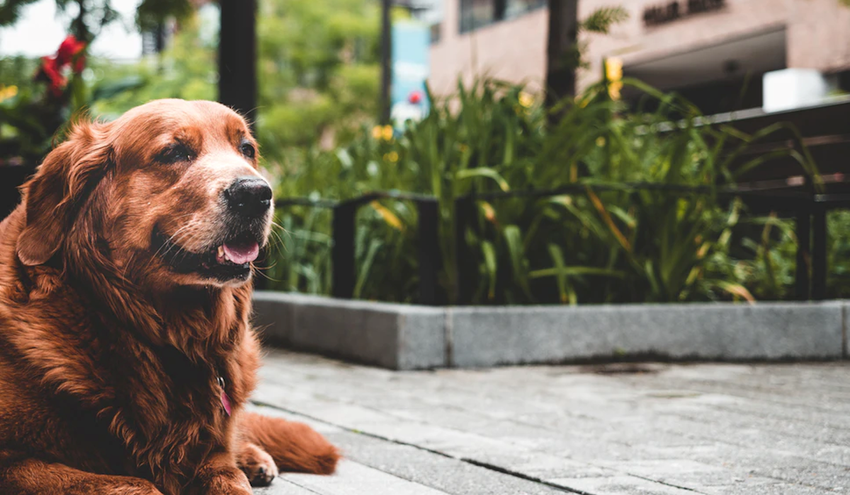 Pomoću ove formule pravilno ćete izračunati godine svog psa