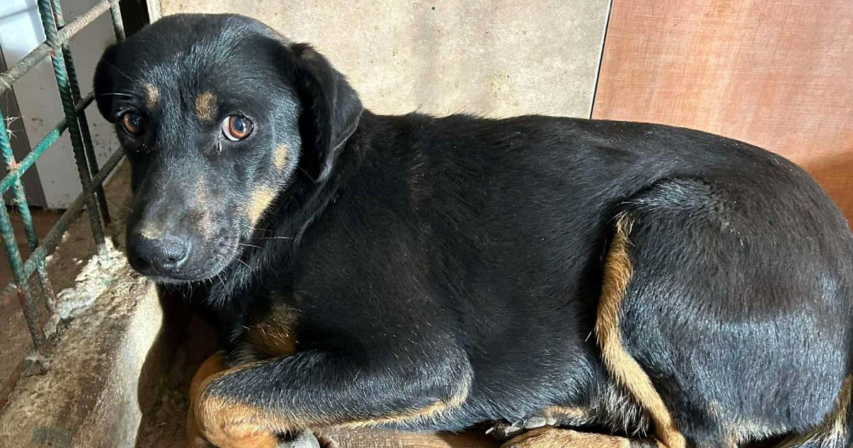 Prijatelji životinja: U jednom danu spašeno 37 pasa iz romskog naselja