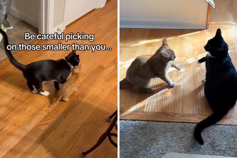 Mačak se osvetio bratu koji ga je maltretirao dok je bio mačić, video je viralan