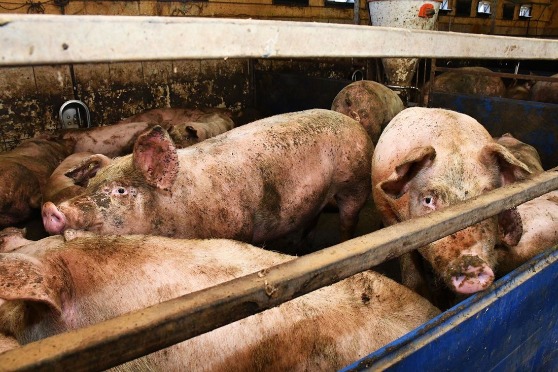 Novi slučajevi afričke svinjske kuge u Slavoniji