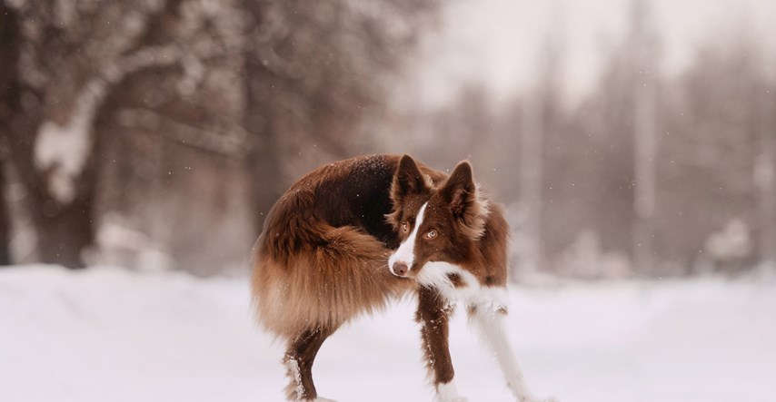Zagonetka je riješena: Zašto psi obožavaju loviti svoj rep?