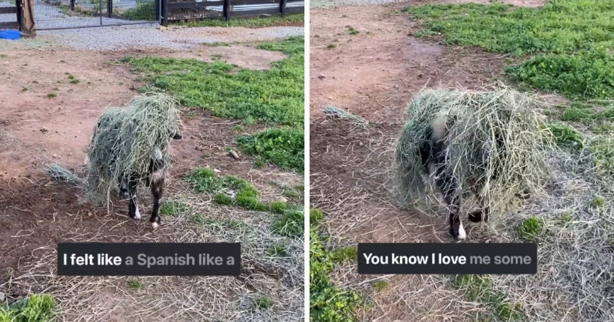 VIDEO Jarac se igrao u sijenu, kada je ustao izgledao je neprepoznatljivo