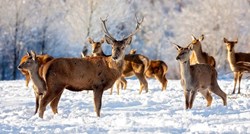 Zimska idila: Prve snježne pahulje prekrile magičnu Dolinu jelena