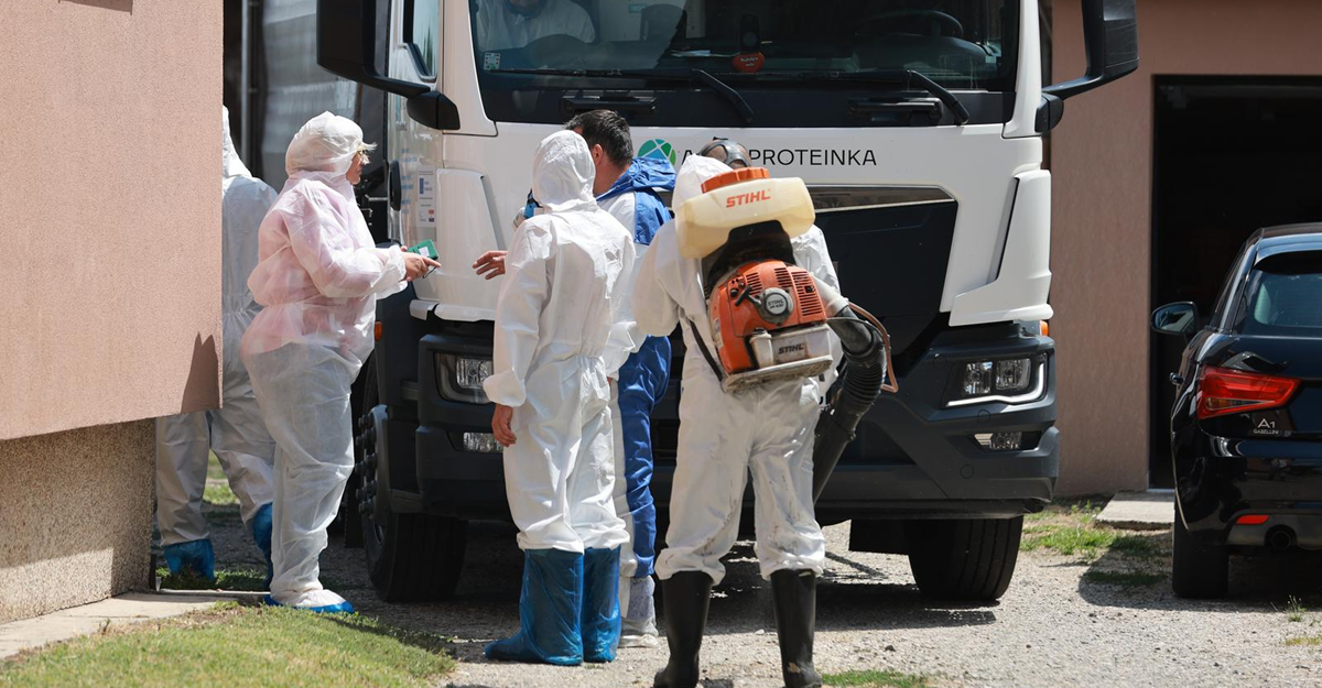 U baranjskoj općini eutanazirane 253 svinje. Na 13 gospodarstava uočene nepravilnosti