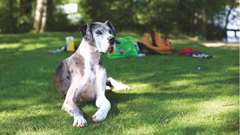 Tražite mirnog psa? Veterinari preporučuju ovih sedam pasmina