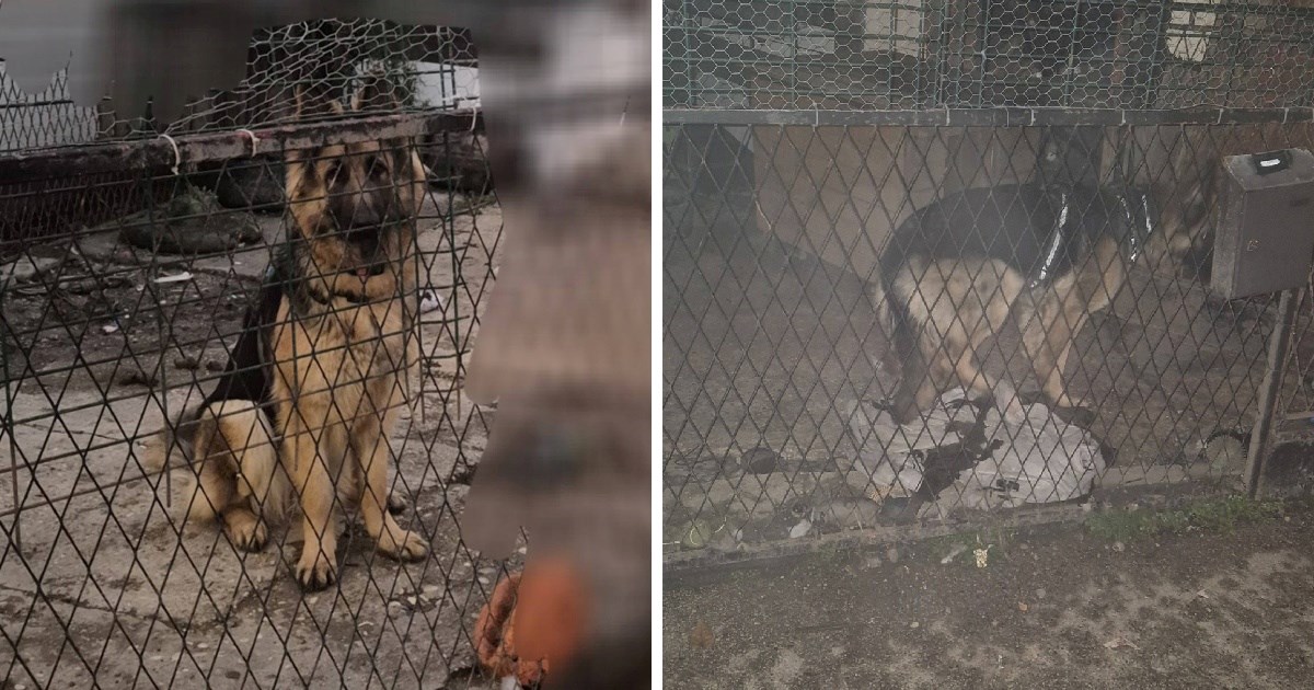 Mlada njemačka ovčarka hitno traži dom. Boravi u Zagrebu u svega pet kvadrata