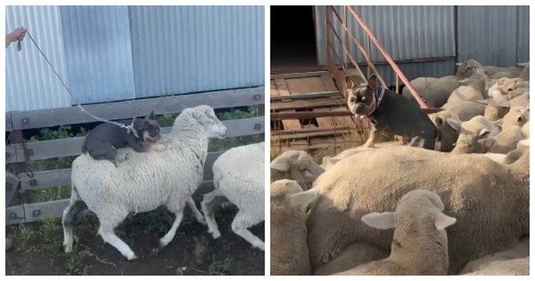 VIDEO Ovaj maleni francuski buldog glavna je faca među ovcama, jasno je i zašto
