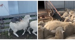 VIDEO Ovaj maleni francuski buldog glavna je faca među ovcama, jasno je i zašto