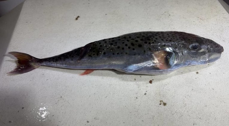 Otrovna riba ulovljena kod Splita, konzumacija može biti smrtonosna