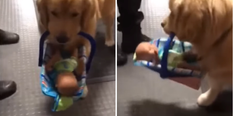 Uhvaćen na djelu: Policijski pas krao igračke donirane za siromašnu djecu