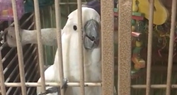 Papagaj ometao razgovor vlasnika na urnebesan način jer je jako ljubomoran