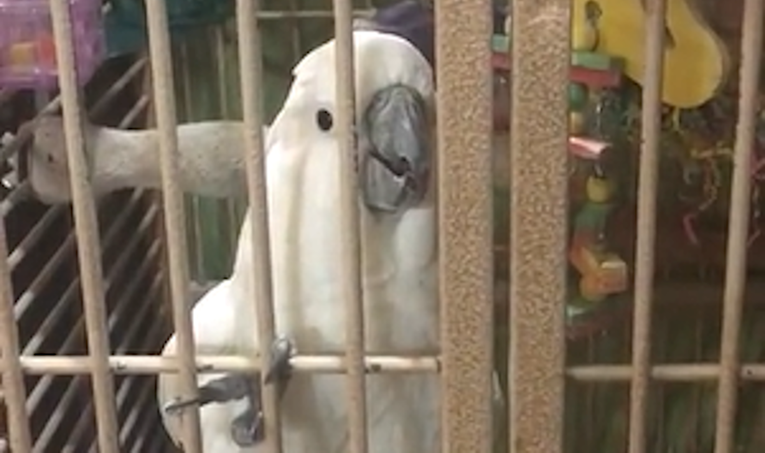 Papagaj ometao razgovor vlasnika na urnebesan način jer je jako ljubomoran