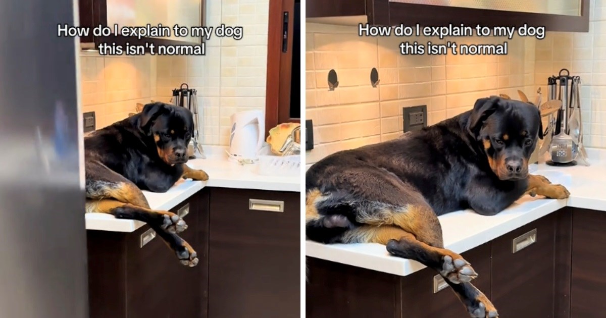 Vlasnica pronašla psa kako odmara na neočekivanom mjestu, video nasmijao tisuće