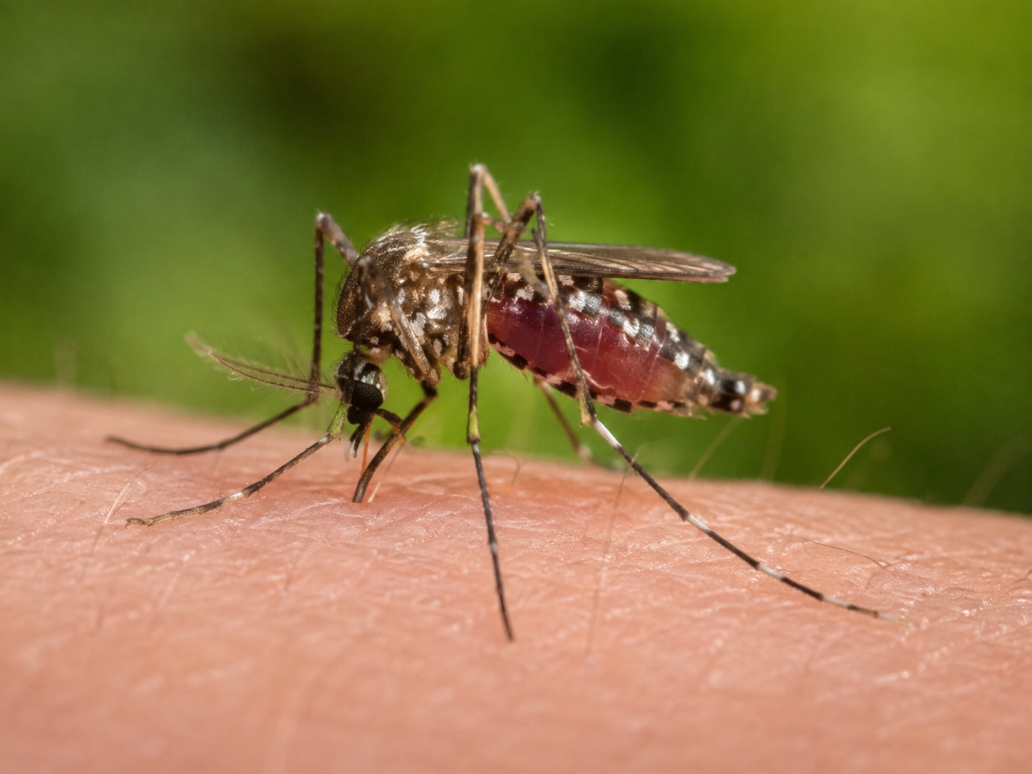 Virus Zapadnog Nila širi se Europom: U Makedoniji petero mrtvih, u Grčkoj 13