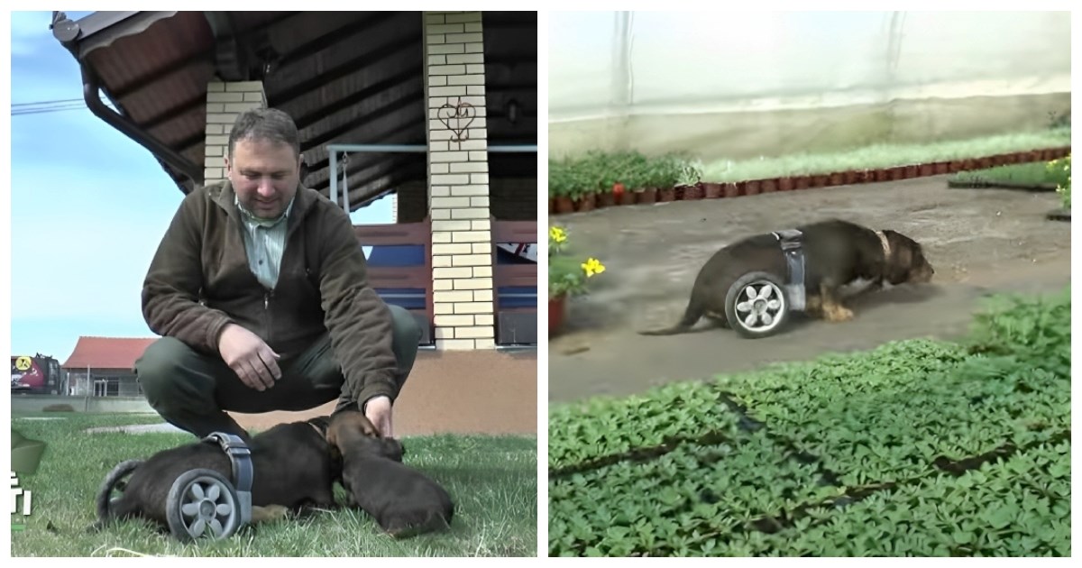 Kujica Ini je ostala invalid, no Boban je nije htio uspavati. Napravio joj je kolica