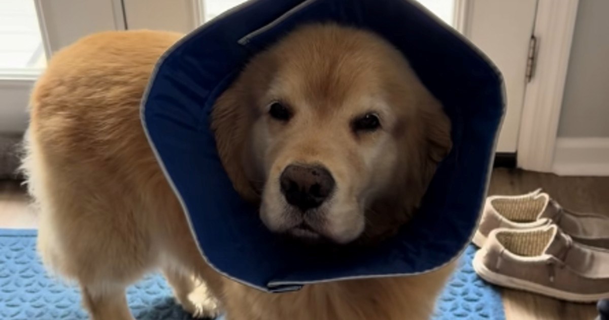 VIDEO Pogled ovog retrivera govori sve o tome što misli o nošenju zaštitnog ovratnika