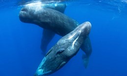 Izgleda da kitovi ulješure koriste iznenađujuće složenu "abecedu"