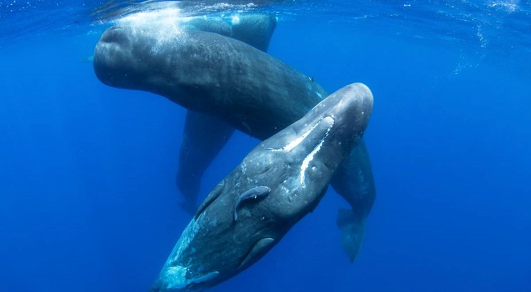 Izgleda da kitovi ulješure u komunikaciji koriste iznenađujuće složenu "abecedu"
