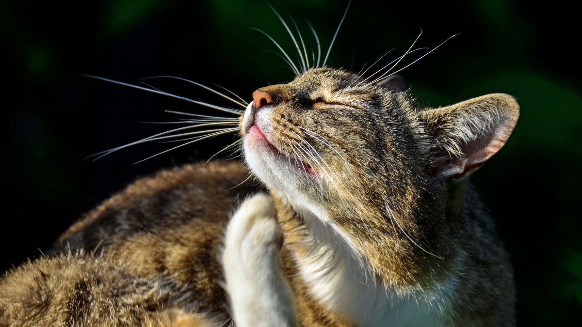 Vjerujete li u ove mitove o buhama i krpeljima? Evo kada postaju problem