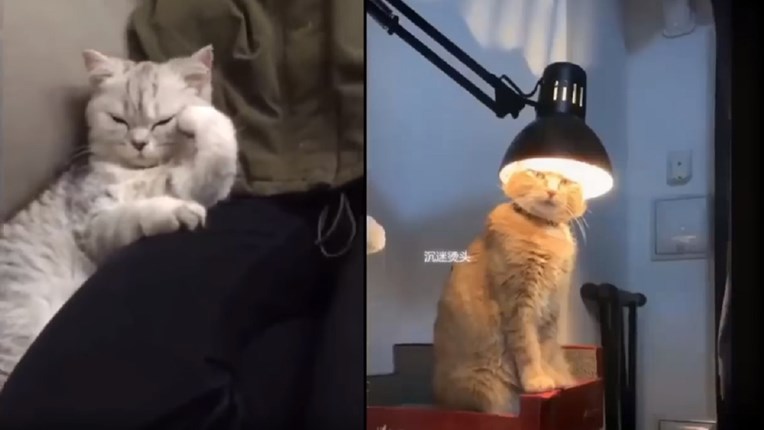 VIDEO Nećete vjerovati koliko šašave mačke mogu biti