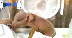 U kineskom laboratoriju rođeni prvi hibridi majmuna i svinja