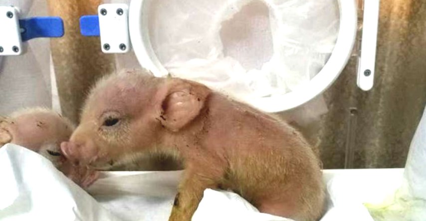 U kineskom laboratoriju rođeni prvi hibridi majmuna i svinja