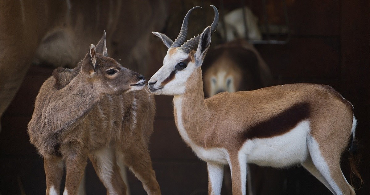 Antilope pobjegle tijekom cirkuske predstave u Njemačkoj. Ulovljene nakon sat vremena