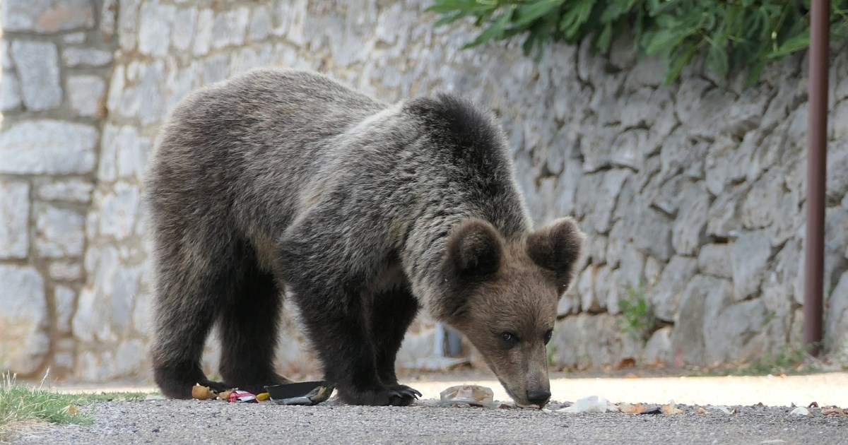 FOTO U Senju snimljen medvjed