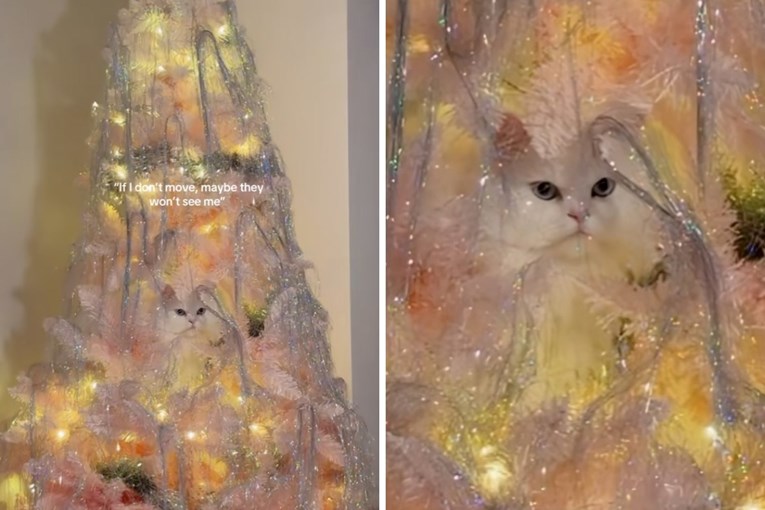 4 mil. pregleda: Mačka uvjerena da je savršeno kamuflirana u božićnom drvcu