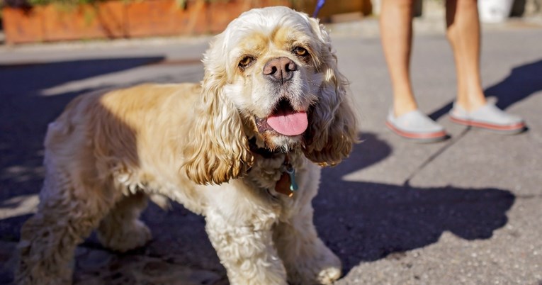 Ljetne opasnosti za pse: Od vrućeg asfalta do ugriza insekata