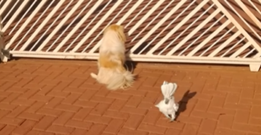 Genijalna papiga naučila lajati pa se psima pridružila u obrani dvorišta