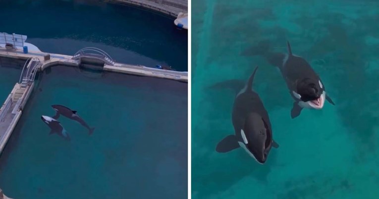 Potresna snimka orki u napuštenom vodenom parku u Francuskoj lomi srce