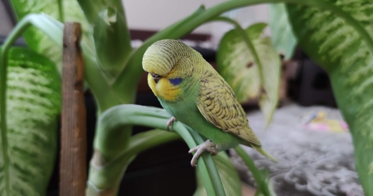 Kućne papige žude za povratkom u divljinu, pokazalo je istraživanje