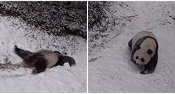 Ljudi su oduševljeni igrom pandi na snijegu: "Ovo mi je popravilo dan"
